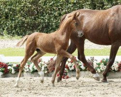 dressage horse Valerian Mt (Westphalian, 2016, from Veneno)