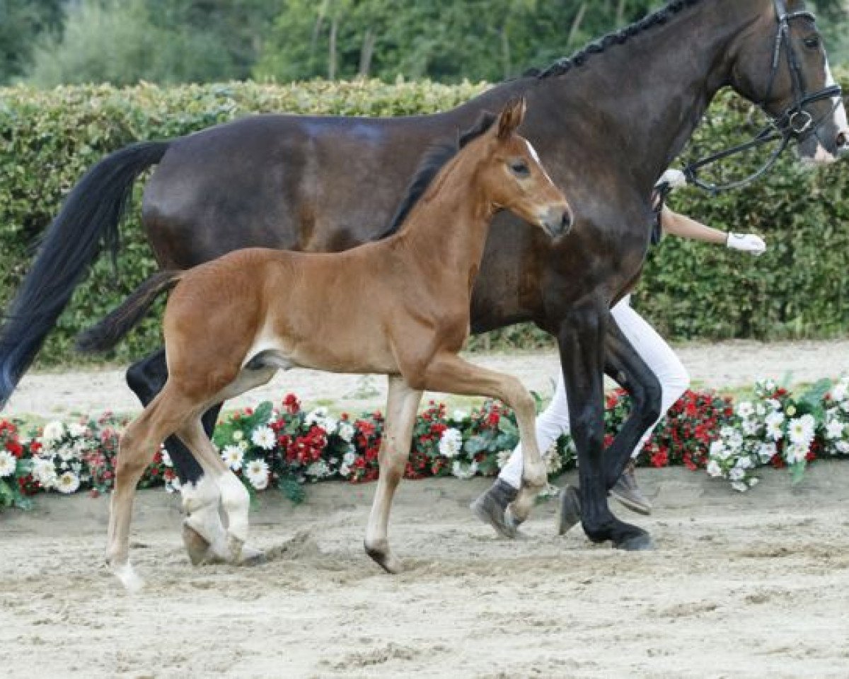 dressage horse Sehenswert (Westphalian, 2016, from Sir Heinrich OLD)