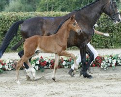 dressage horse Sehenswert (Westphalian, 2016, from Sir Heinrich OLD)