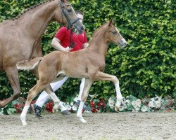 dressage horse Friedemann (Westphalian, 2016, from Franziskus FRH)