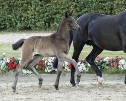 Dressurpferd Naseweis (Deutsches Reitpony, 2016, von Navignon)