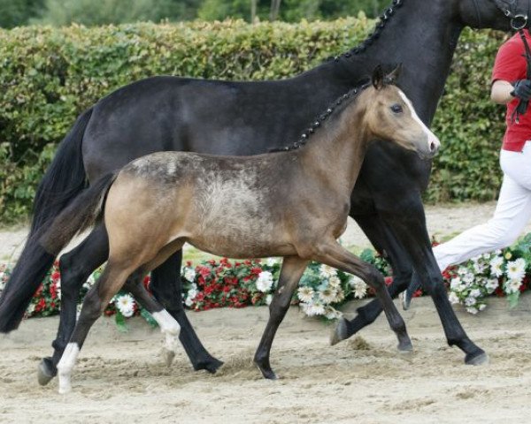 dressage horse Dschungelkönigin (German Riding Pony, 2016, from Diamond Touch NRW)