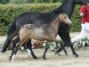 dressage horse Dschungelkönigin (German Riding Pony, 2016, from Diamond Touch NRW)