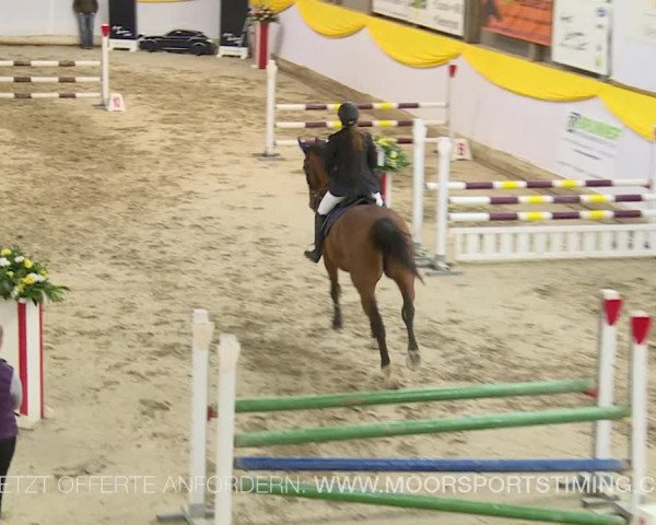 Reitturnier Wil 2019