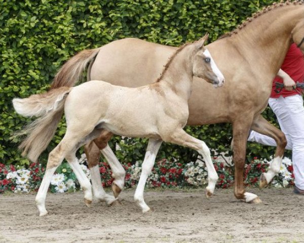 dressage horse Der Chef (German Riding Pony, 2016, from Dreidimensional AT NRW)
