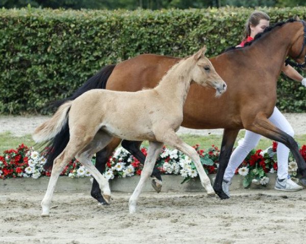 Dressurpferd Die Biene Maja (Deutsches Reitpony, 2016, von Dating At NRW)