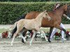 dressage horse Die Biene Maja (German Riding Pony, 2016, from Dating At NRW)