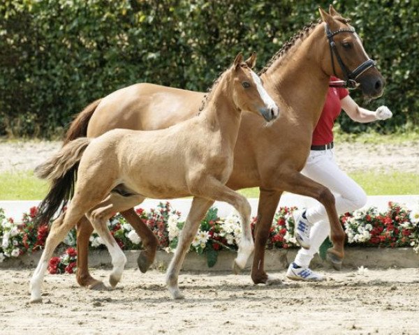 dressage horse Carl der Große 34 (German Riding Pony, 2016, from Cosmopolitan NRW)