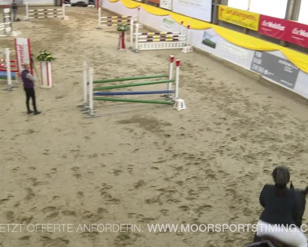Reitturnier Wil 2019