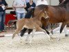 dressage horse Darkota (German Riding Pony, 2016, from Dark Dornik)