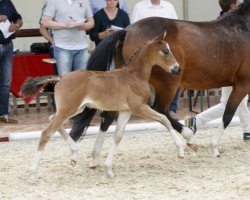 dressage horse Darkota (German Riding Pony, 2016, from Dark Dornik)