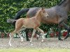 jumper Volltreffer (German Riding Pony, 2016, from Vincent)