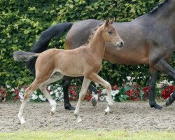 Springpferd Volltreffer (Deutsches Reitpony, 2016, von Vincent)