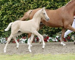 Deckhengst Glückspilz (Deutsches Reitpony, 2016, von Golden Atreju)