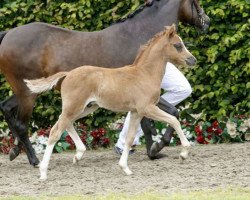 dressage horse Diamond's Highlight (German Riding Pony, 2016, from Diamond Touch NRW)