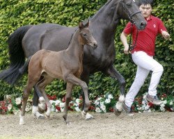 dressage horse Flower Power (Westphalian, 2016, from Fidertanz)