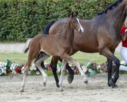 dressage horse Fashion Rock HG (Westphalian, 2016, from Fashion Maker)