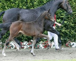 dressage horse Fine Finesse 6 (Westphalian, 2016, from Fidertanz)