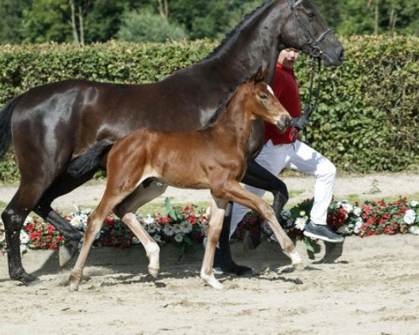 dressage horse Benzema (Westphalian, 2016, from Callaho's Benicio)