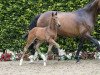 dressage horse Bonjero W (Westphalian, 2016, from Borsalino)