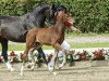 dressage horse Rocconcelli (Westphalian, 2016, from Rocco Granata)