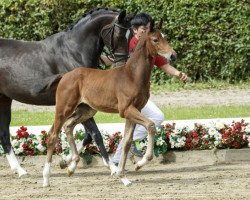 Dressurpferd Rocconcelli (Westfale, 2016, von Rocco Granata)