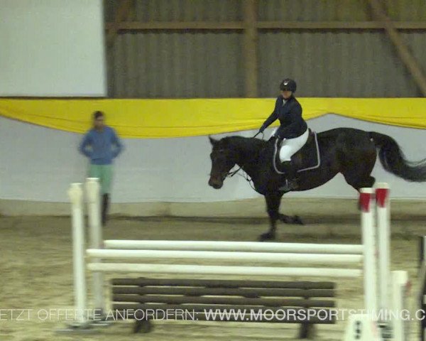 Reitturnier Wil 2019