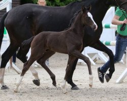 dressage horse Sir Helmut (Westphalian, 2016, from Sir Donnerhall I)