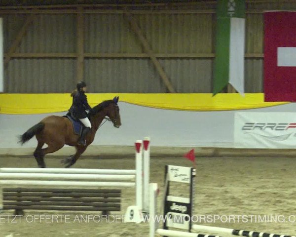 Reitturnier Wil 2019