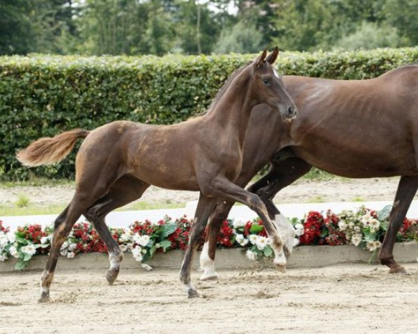 dressage horse Samira (Westphalian, 2016, from Sir Heinrich OLD)