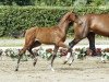 dressage horse Freimuth (Westphalian, 2016, from Fürstenball)