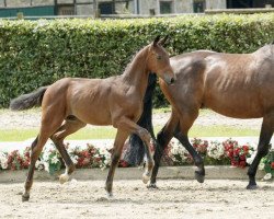 dressage horse Franz Ferdinand (Westphalian, 2016, from Franziskus FRH)