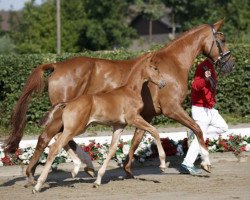 dressage horse Top Ten (Westphalian, 2016, from Top Gear)