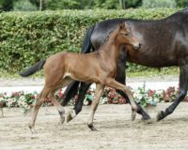 stallion Sir Abanos (Westphalian, 2016, from Sir Heinrich OLD)