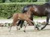 stallion Sir Abanos (Westphalian, 2016, from Sir Heinrich OLD)