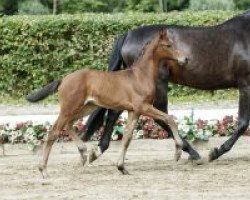 Deckhengst Sir Abanos (Westfale, 2016, von Sir Heinrich OLD)