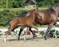 Pferd Rosenstolz (Westfale, 2016, von Rock for Me)