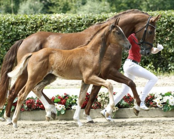 stallion DIAMANTINOS (Westphalian, 2016, from Dankeschön)