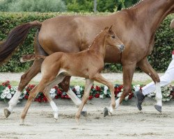 broodmare By my Side 6 (Westphalian, 2016, from Borsalino)