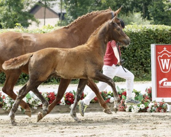 dressage horse Belvedere 62 (Westphalian, 2016, from Bon Coeur)