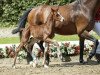 dressage horse Bengiamin (Westphalian, 2016, from Callaho's Benicio)