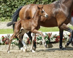 dressage horse Bengiamin (Westphalian, 2016, from Callaho's Benicio)