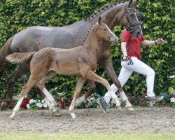 dressage horse Bellmiro S (Westphalian, 2016, from Baccardi)