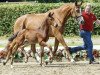 dressage horse Don Lambrasco (Westphalian, 2016, from Destano)