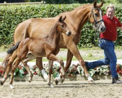 Dressurpferd Don Lambrasco (Westfale, 2016, von Destano)