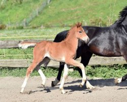 dressage horse El Gordo (Westphalian, 2016, from Escolar)