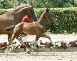 broodmare Fata Morgana (Westphalian, 2016, from Feedback 16)