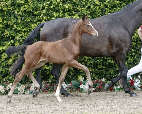 dressage horse Skyline (Westphalian, 2016, from Sir Heinrich OLD)