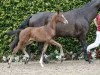 dressage horse Skyline (Westphalian, 2016, from Sir Heinrich OLD)