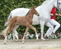 Springpferd Naldo (Westfale, 2016, von Nabab de Rêve)